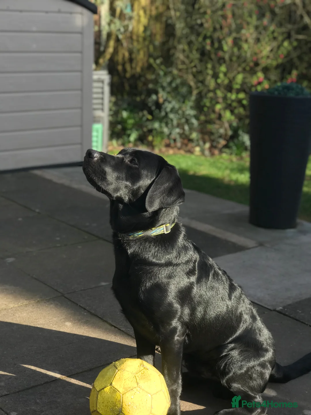 Labrador Retriever dogs for sale: Selling unfortunately due to my own health issues  - Advert 7