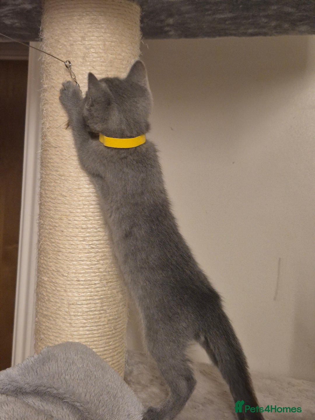 Russian Blue cats for sale: Amazing Russian Blue kittens 💙 - Advert 5