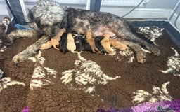 Goldendoodle dogs for sale: Superb litter of Mini Goldendoodle puppies  - Image 24
