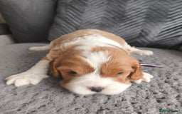 Cavalier King Charles Spaniel dogs for sale: Gorgeous litter of three Blenheim puppies - Image 2