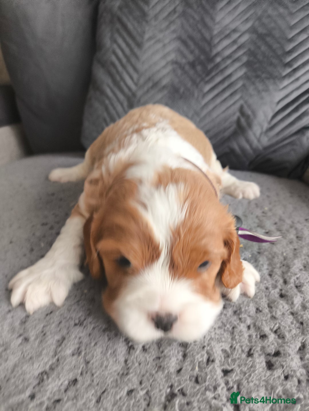 Cavalier King Charles Spaniel dogs for sale: Gorgeous litter of three Blenheim puppies - Image 2