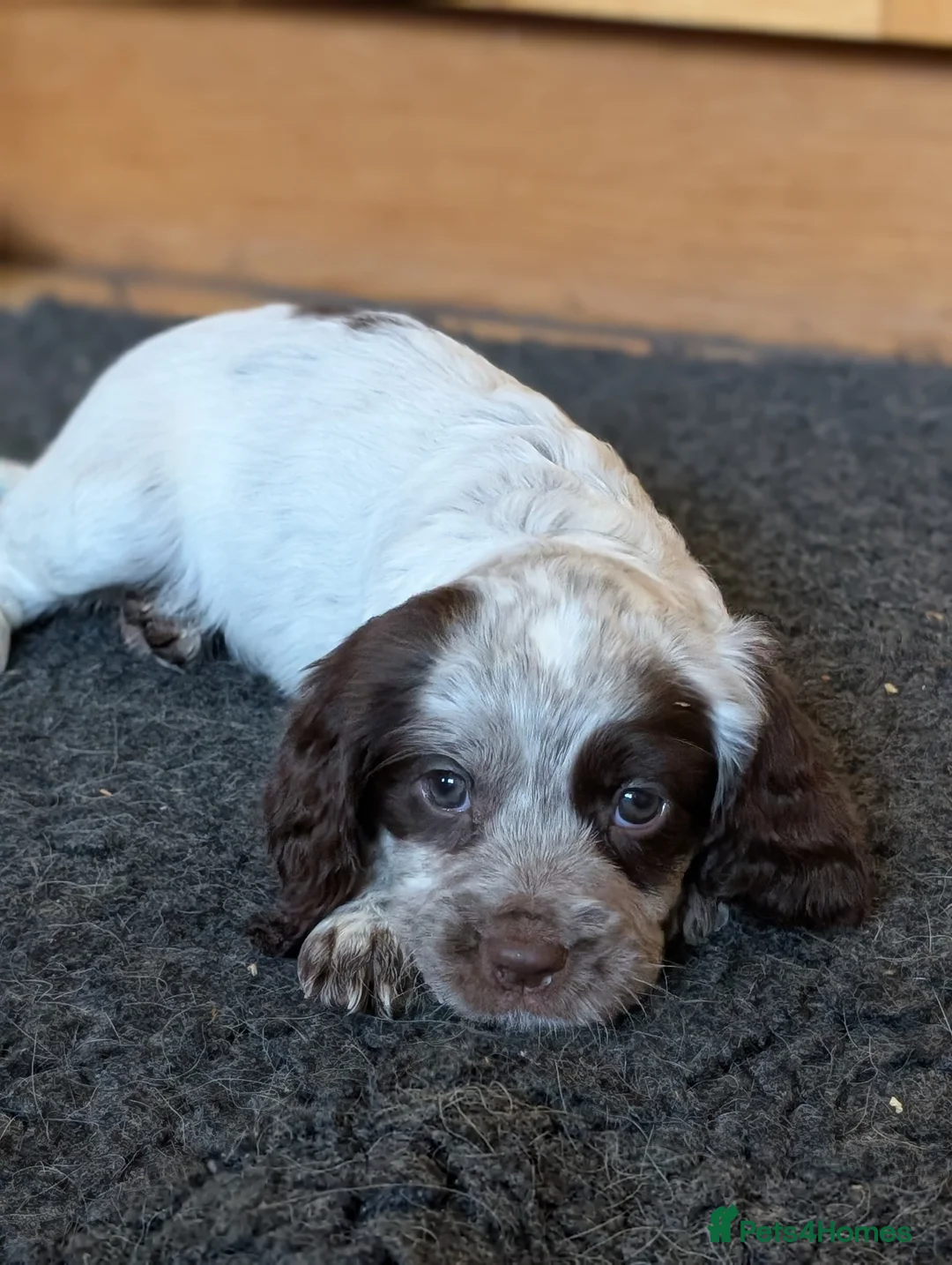 Sprocker dogs for sale: Stunning litter of sprockers  - Advert 2