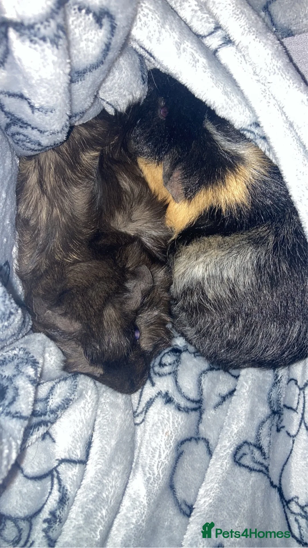 Guinea Pig rodents for sale: gunie pigs for sale in Bacup - Advert 2