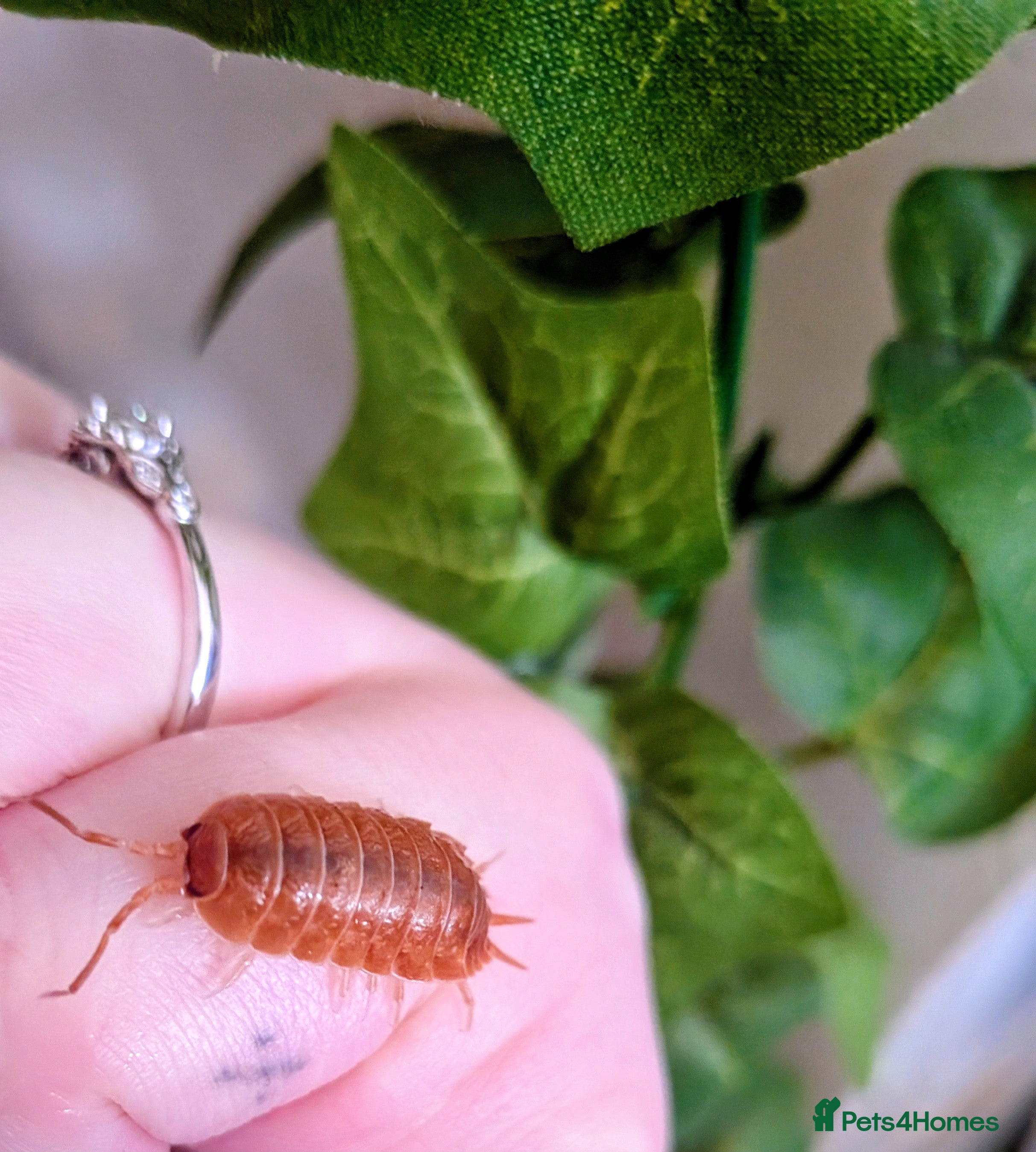 Isopods invertebrates Mixed Isopods - Advert 8