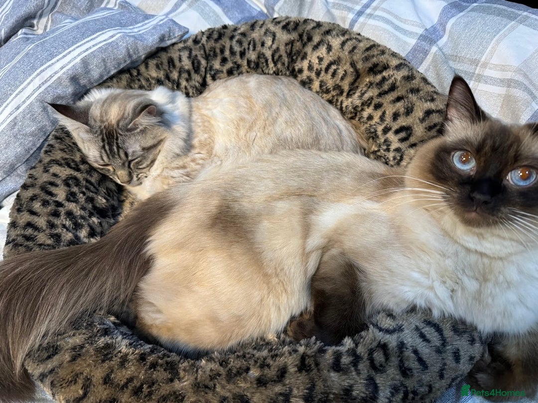 Ragdoll cats for sale: Lilo & Stitch - Rehoming Our Beloved Ragdoll Pair - Image 5