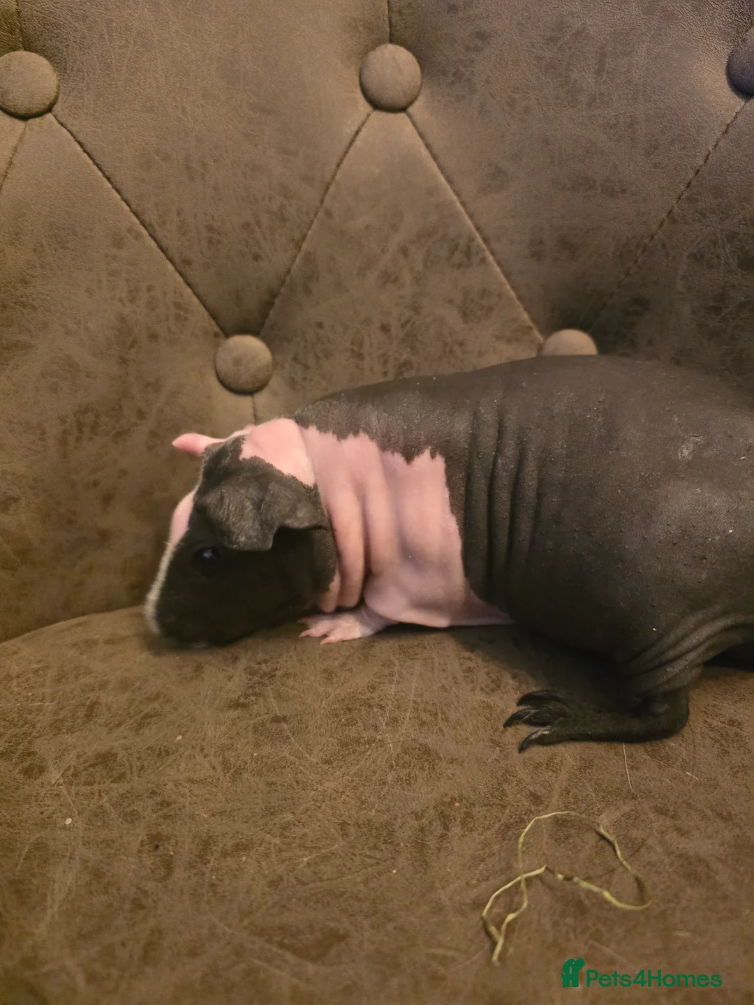 Guinea Pig rodents for sale: 2 skinny pig females 14 months old beautiful - Advert 2
