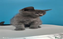 Mixed Breed cats for sale: Sphynx mix kitten, playful & vet-checked  - Image 1