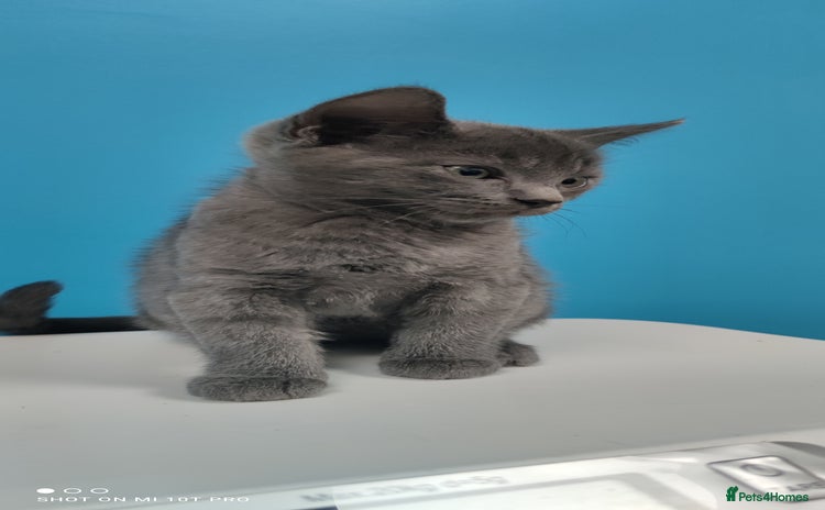 Mixed Breed cats for sale - Advert 2