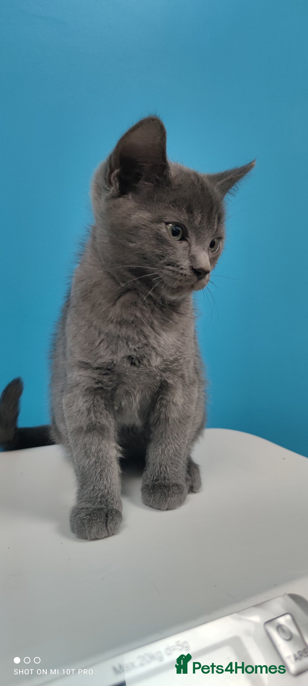 Mixed Breed cats for sale: Sphynx mix kitten, playful & vet-checked  - Image 1