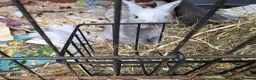 Lionhead rabbits for sale: Double maned lionhead babies - Advert 9