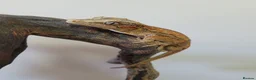 Gecko reptiles for sale: Gargoyle Gecko Stripe Red and Orange Yellow base  - Advert 5