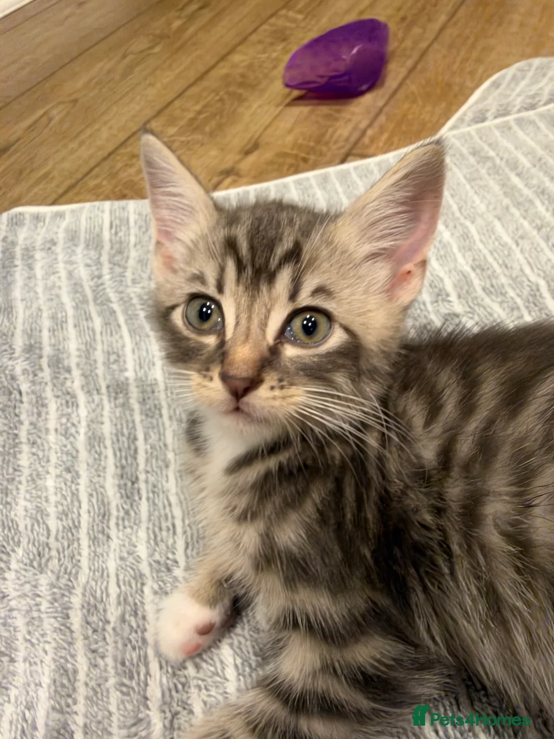 Mixed Breed cats for sale: 2 gorgeous sister kittens  - Advert 4