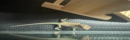Bearded Dragon reptiles for sale: Baby Bearded Dragons  in Didcot - Advert 6