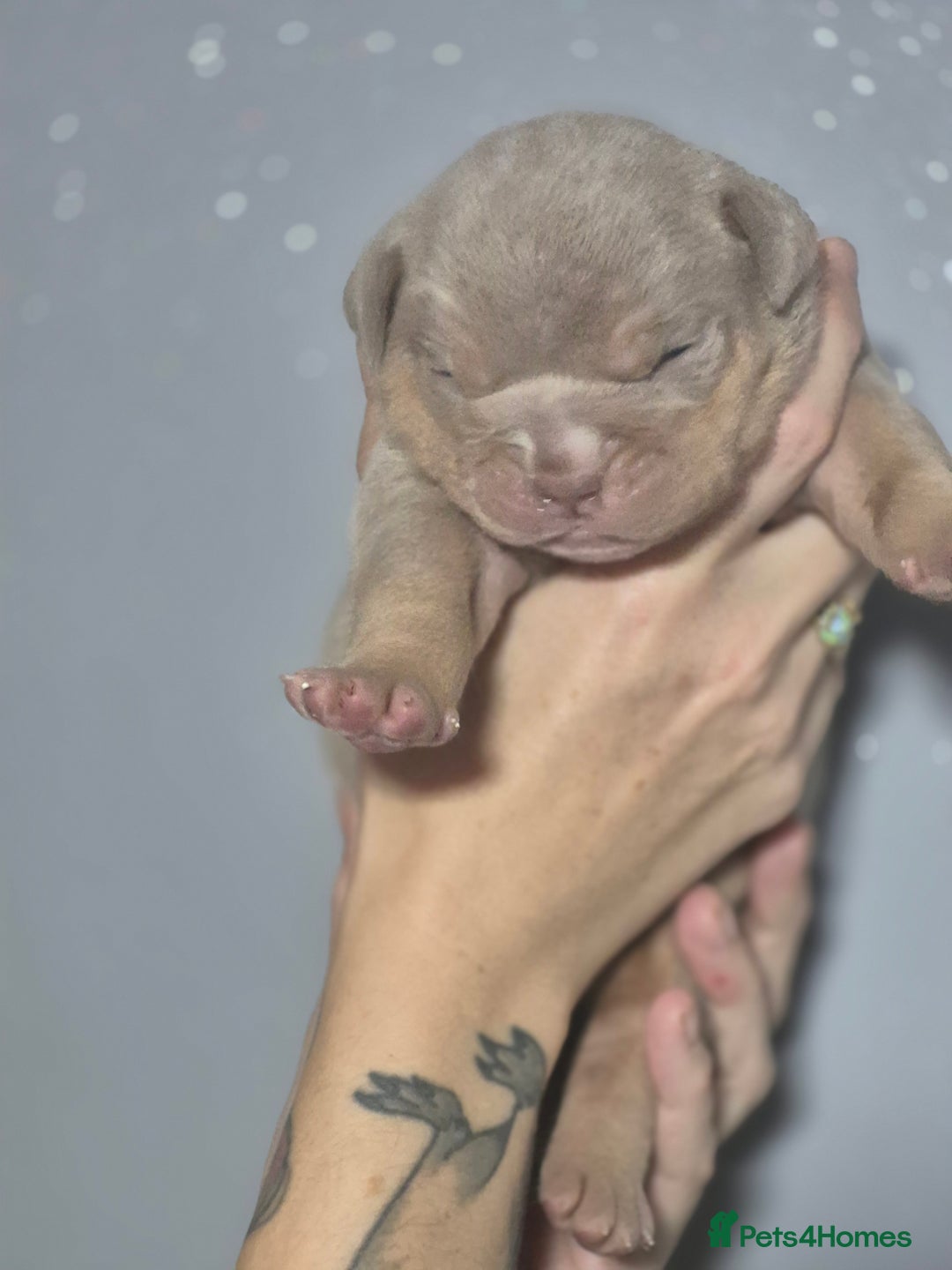 English Bulldog dogs for sale: Beautiful Litter Of New English Bulldog Puppies - Image 8