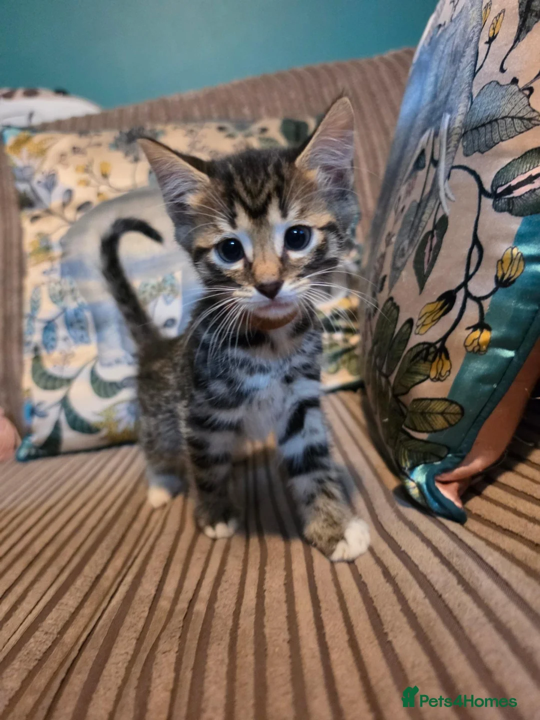 Bengal cats for sale: 2 Male Bengal cross DSH  - Advert 2