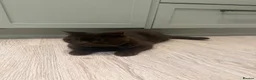British Shorthair cats for sale: Lovable chocolate male bsh - Advert 3