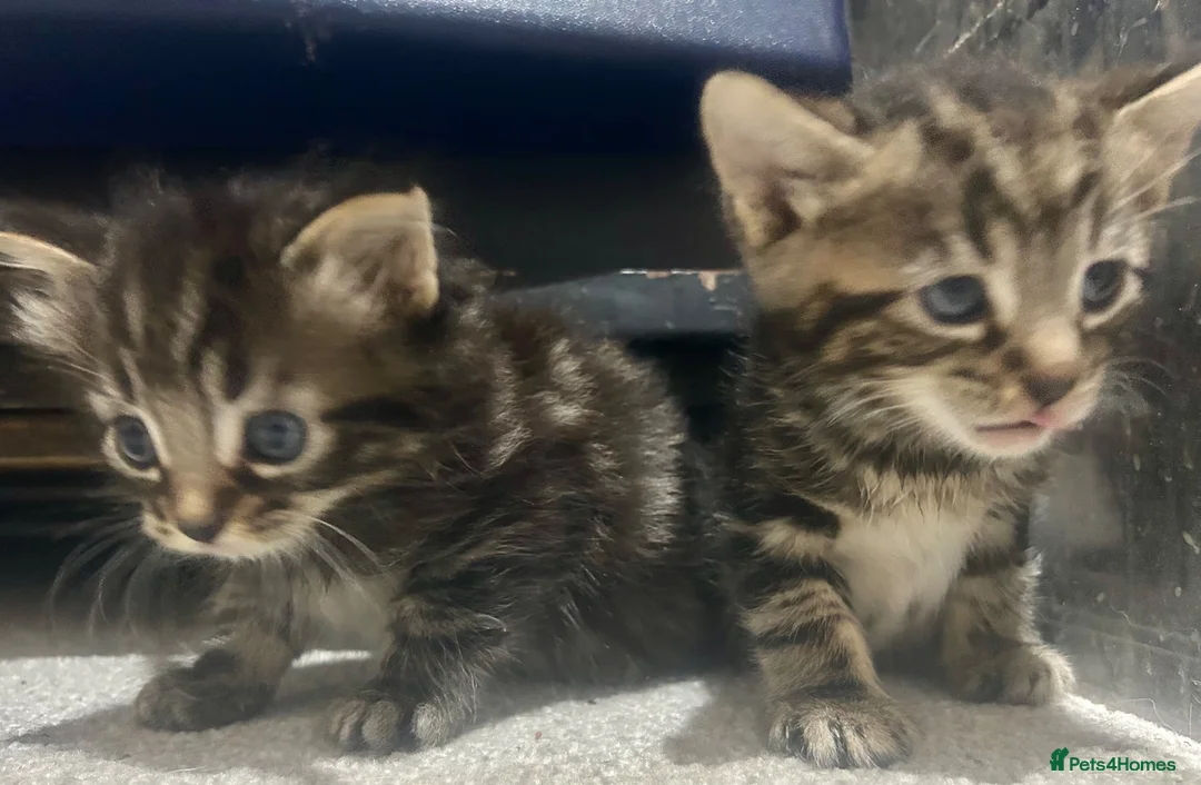 Bengal cats for sale: Bengal x kittens ready end of August 2 left  - Advert 10
