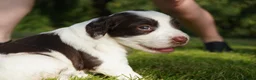English Springer Spaniel dogs for sale: Beautiful Springer Spaniel Puppies For Sale  - Advert 35