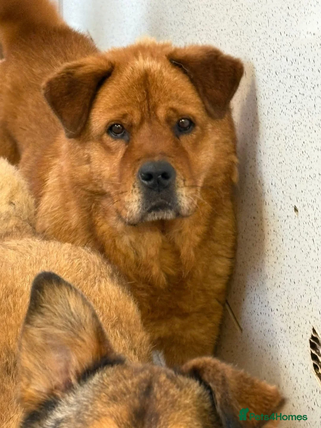 Chow Chow dogs for adoption: Princess - Norwich Norfolk  - Advert 4