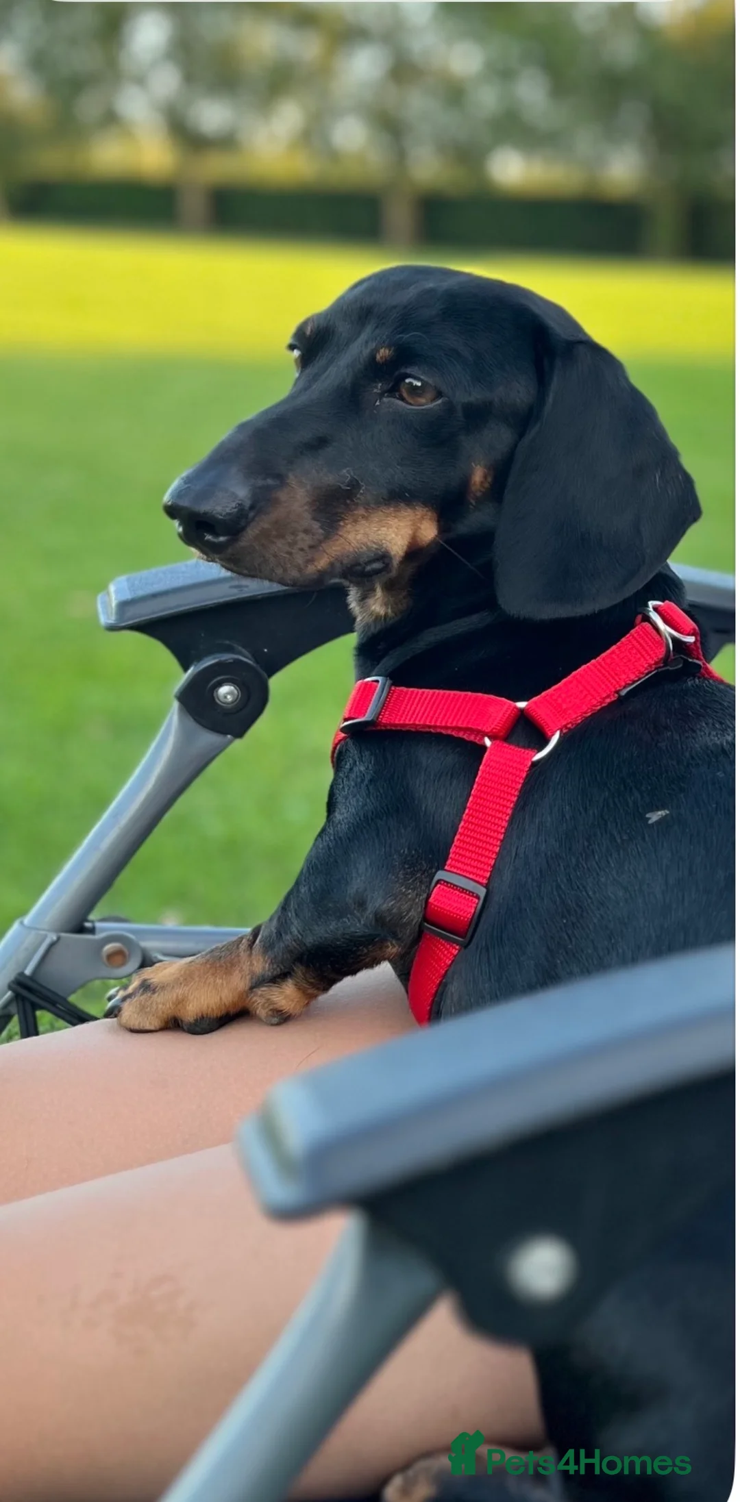 Dachshund dogs for stud: Prince Ben is our beautiful silky boy in Sutton-in-Ashfield - Advert 1
