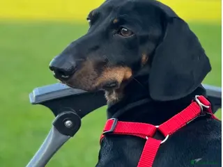 Dachshund dogs Prince Ben is our beautiful silky boy - Advert 1