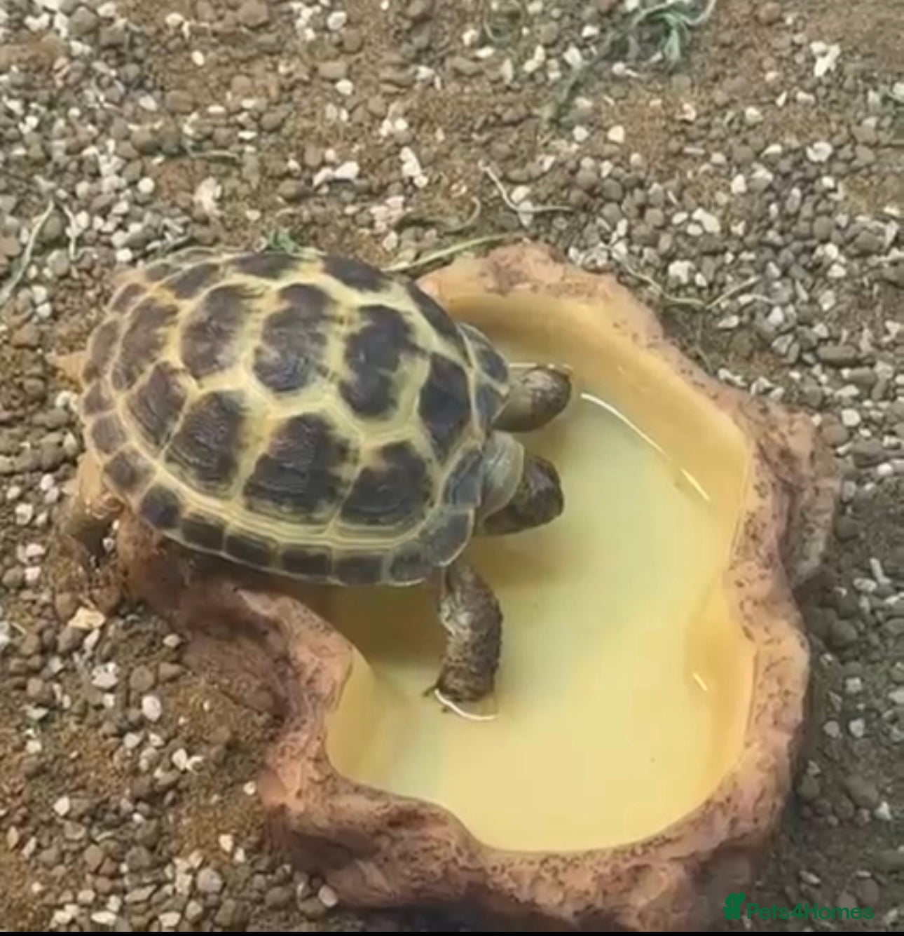 Tortoise reptiles Horsefield Tortoise - 3 Months Old  - Advert 2