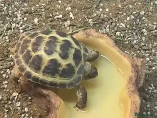 Tortoise reptiles Horsefield Tortoise - 3 Months Old - Advert 2