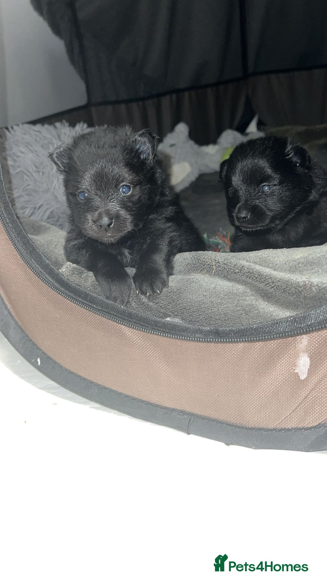 Pomeranian dogs for sale: 😍😍😍 beautiful pom pups 😍😍😍 - Image 12
