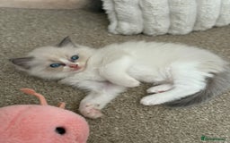 Ragdoll cats for sale: Blue bicolour babies 🐾 - Image 19