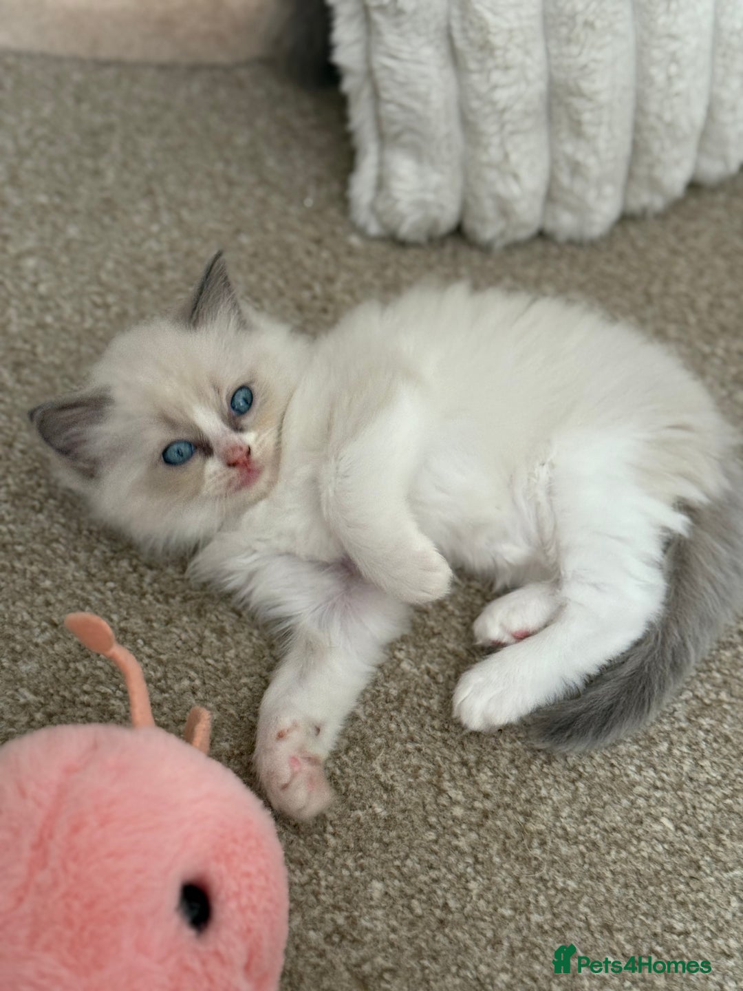 Ragdoll cats for sale: Blue bicolour babies 🐾 - Image 19