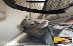British Shorthair cats for sale: Five cute and naughty kittens for sale - Image 6