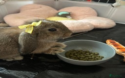 Mini Lop rabbits for sale: Bambi need gone ASAP - Image 9