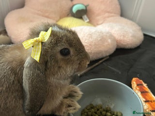 Mini Lop rabbits Mini Lop, Need gone ASAP with hutch and all stuff. - Advert 6