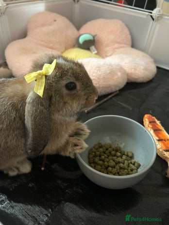Mini Lop rabbits Mini Lop, Need gone ASAP with hutch and all stuff. - Advert 7