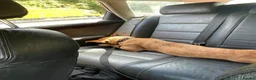 Mixed Breed dogs for sale: Staffy x Belgium malinois in Newent - Advert 4