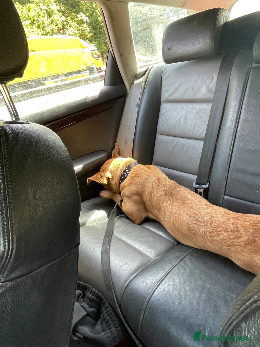 Mixed Breed dogs for sale: Staffy x Belgium malinois in Newent - Advert 4