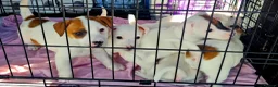 Jack Russell dogs for sale: Jack Russell Puppies  - Advert 2
