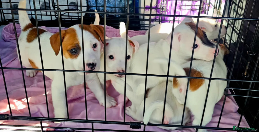 Jack Russell dogs for sale: Jack Russell Puppies  - Advert 2