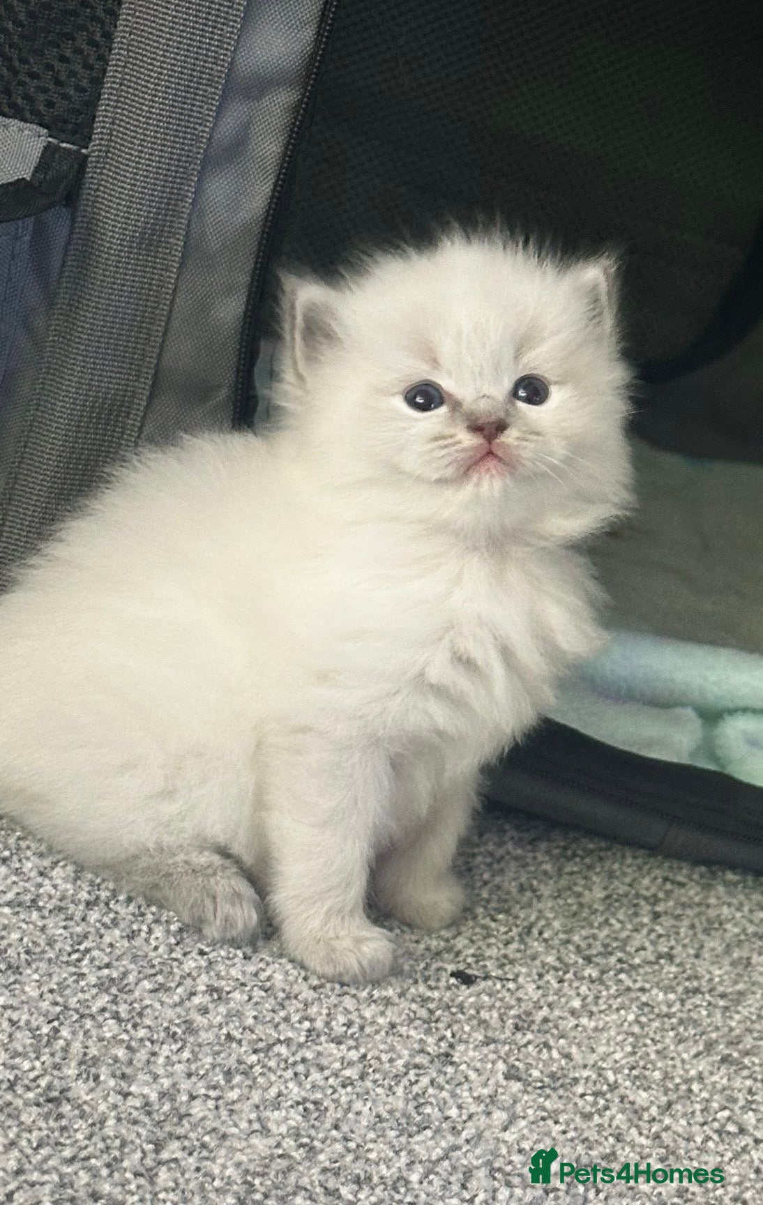 Ragdoll cats for sale: Lynx fluffballs❤️ - Advert 1