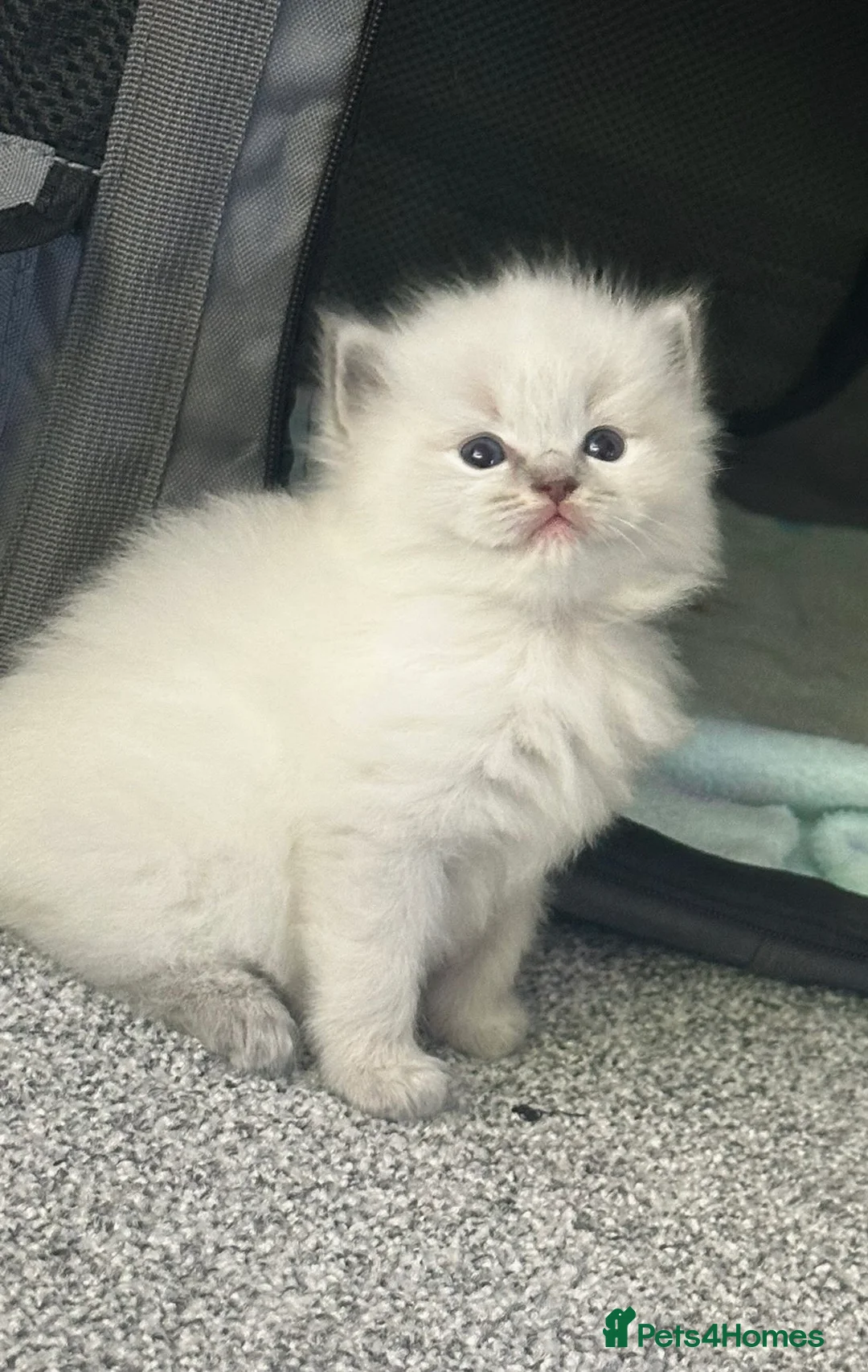 Ragdoll cats for sale: Lynx fluffballs❤️ - Advert 1