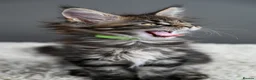 Maine Coon cats for sale: Black Smoke undercoat kittens  - Advert 9