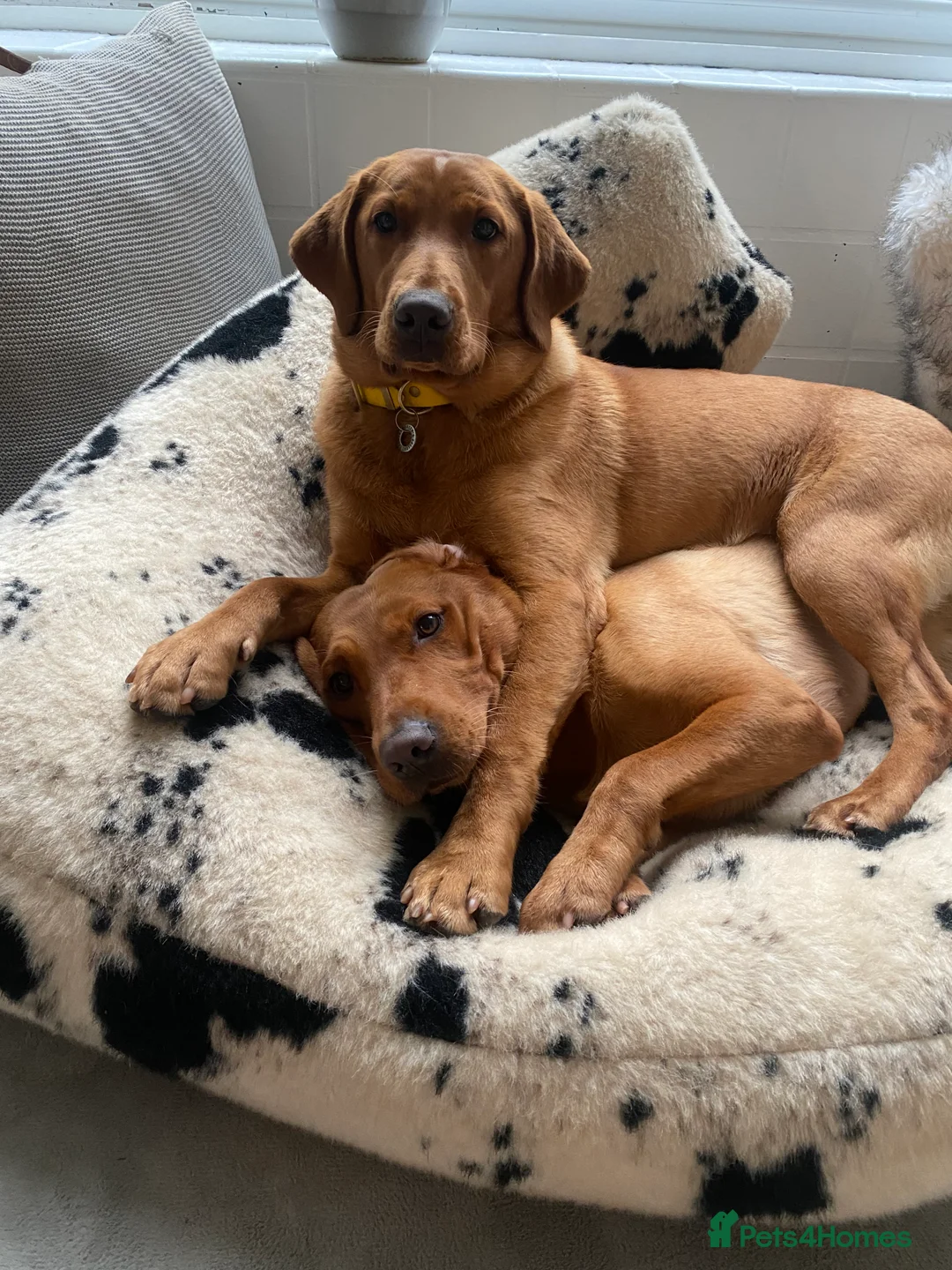 Labrador Retriever dogs for sale: CLOSED - Fox Red Labrador puppies.  - Advert 21