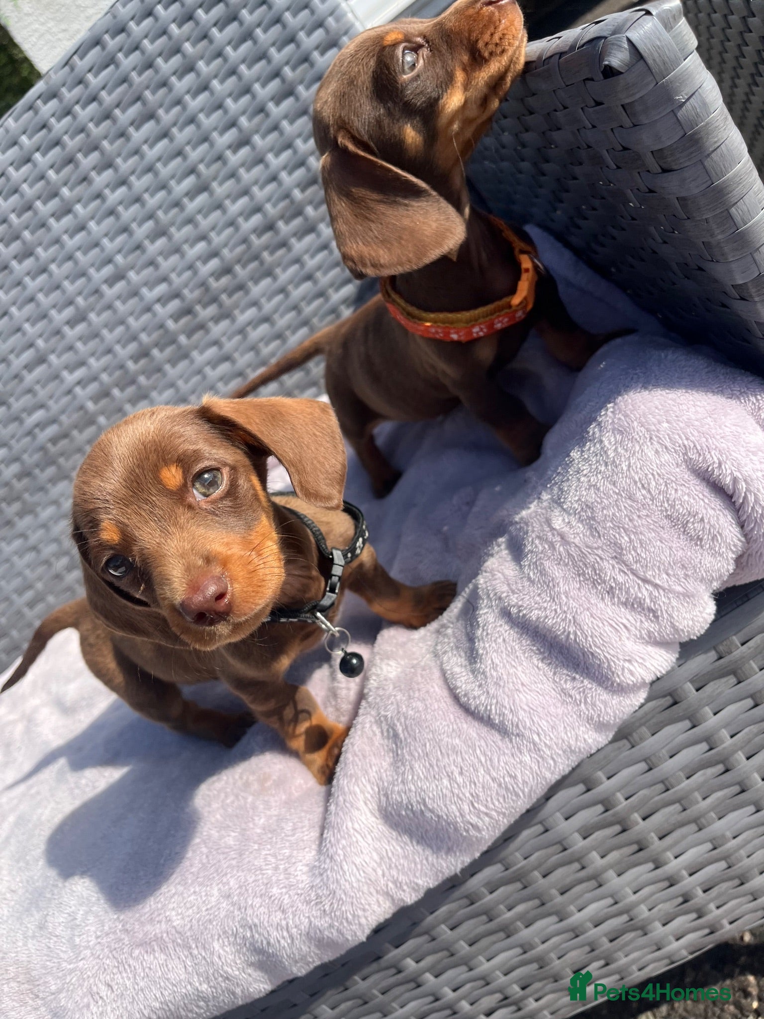 Miniature Dachshund dogs Miniature Dachshund  - Advert 2