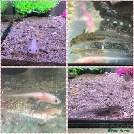 Axolotl reptiles - Advert 3