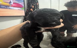 Mixed Breed dogs for sale: Baby girl available  - Advert 6