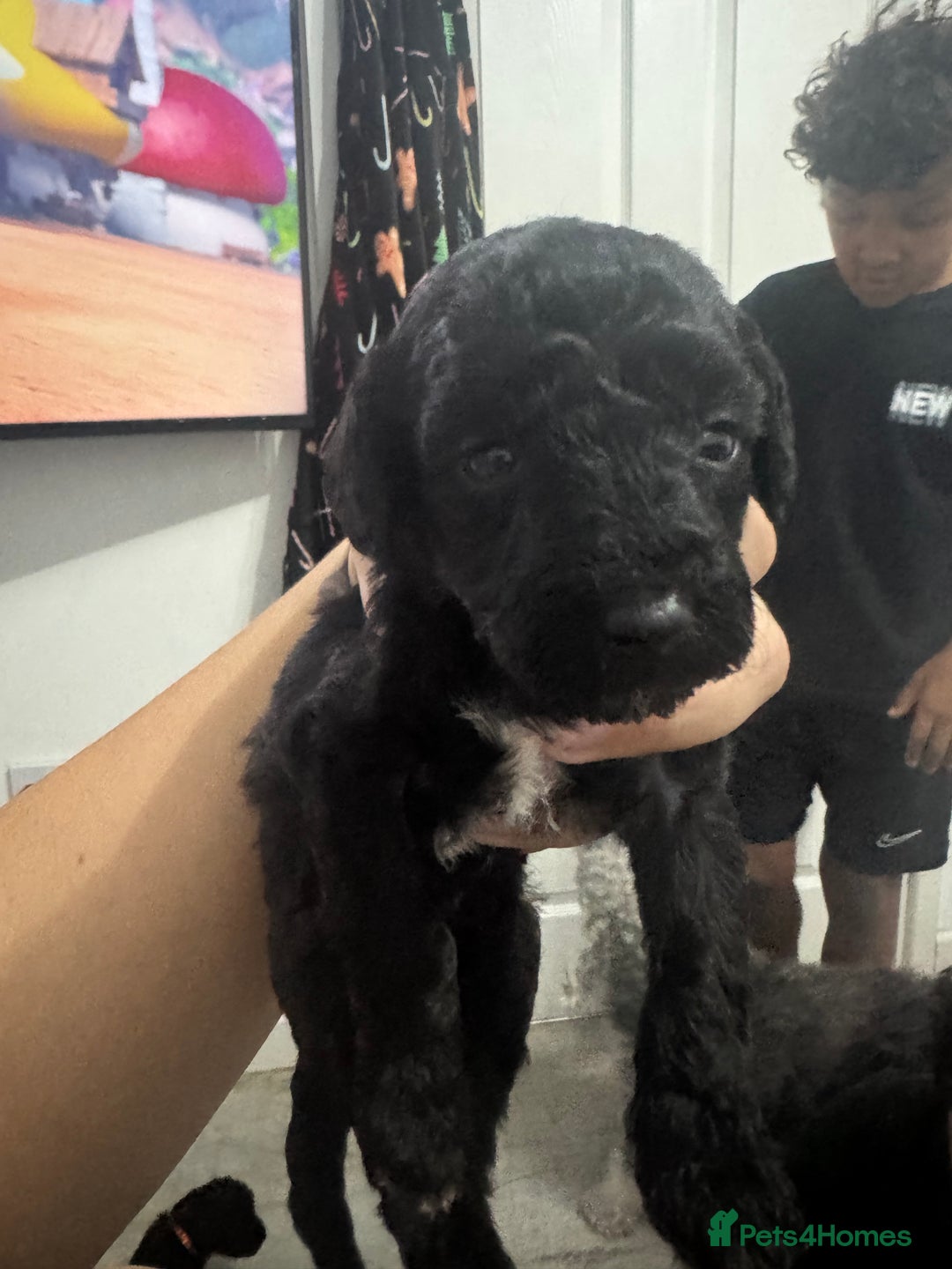 Mixed Breed dogs for sale: Baby girl available  - Advert 6