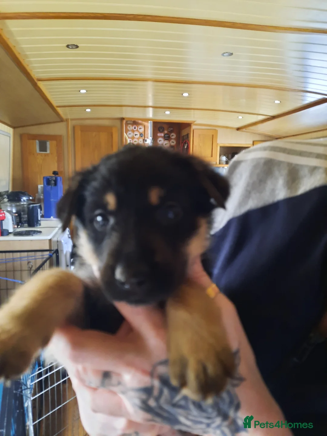 Mixed Breed dogs for sale: Rottweiler X German Shepherd Puppies  in Bristol - Advert 8