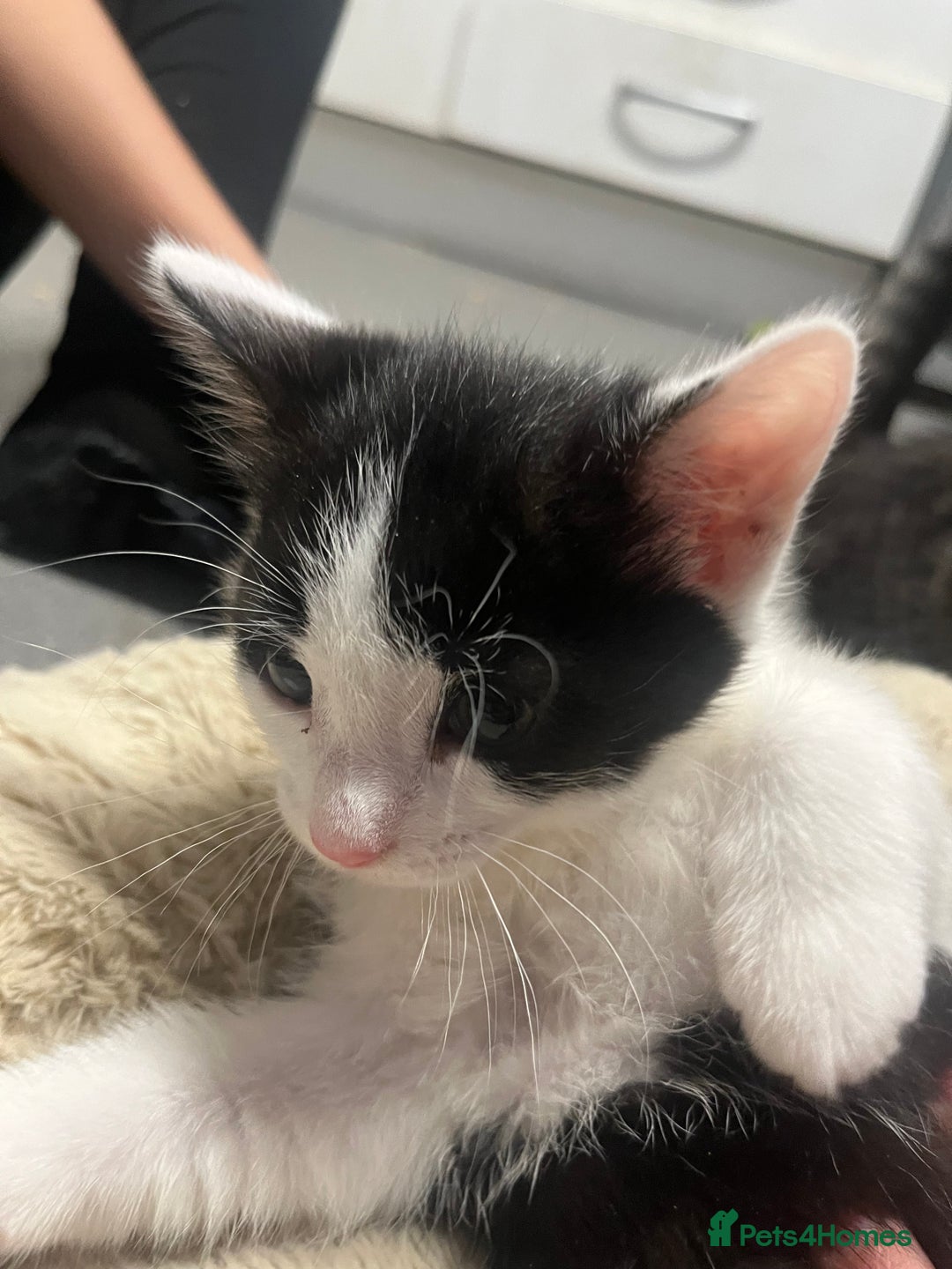 Mixed Breed cats for sale: 🐾 8 week old Beautiful Kitten - Advert 2