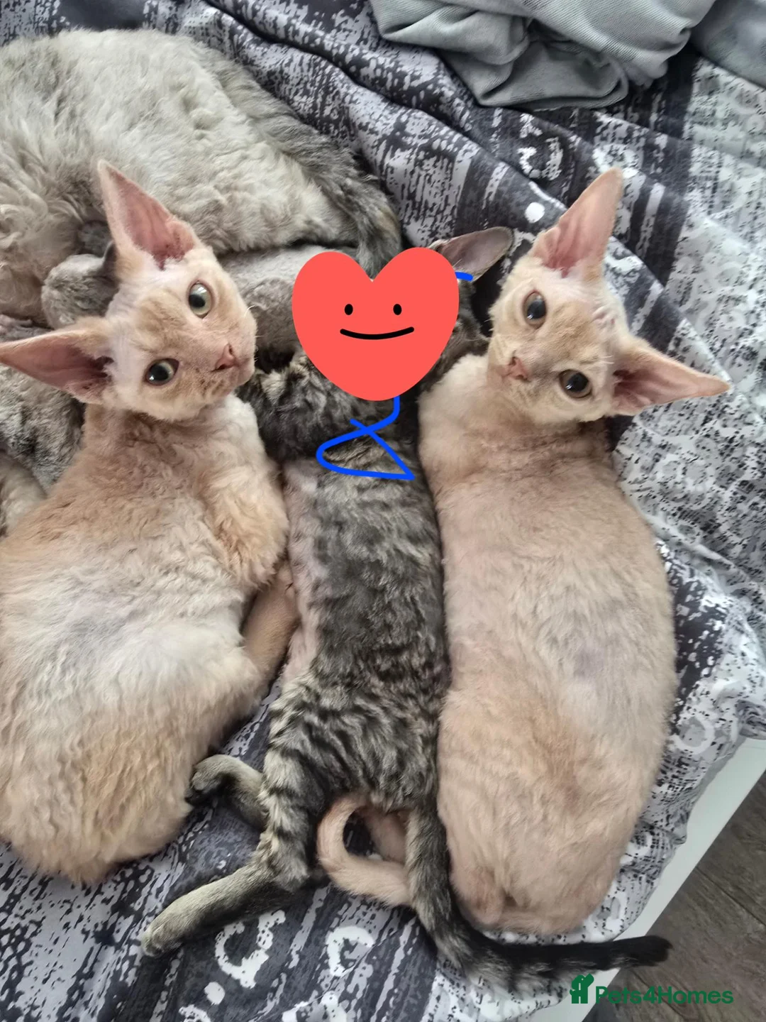 Devon Rex cats for sale: Beautiful Devon Rex Boy :) - Advert 2