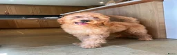 Goldendoodle dogs for sale: Mini Irishdoodle Ready now! health tested parents - Advert 37